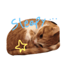 うちの猫のとらむたじじにゃん（個別スタンプ：4）