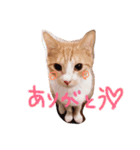 うちの猫のとらむたじじにゃん（個別スタンプ：6）