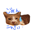 うちの猫のとらむたじじにゃん（個別スタンプ：7）