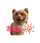 うちの猫のとらむたじじにゃん（個別スタンプ：8）