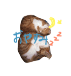 うちの猫のとらむたじじにゃん（個別スタンプ：9）