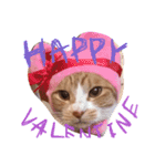 うちの猫のとらむたじじにゃん（個別スタンプ：10）