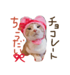 うちの猫のとらむたじじにゃん（個別スタンプ：11）