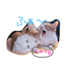 うちの猫のとらむたじじにゃん（個別スタンプ：13）
