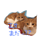 うちの猫のとらむたじじにゃん（個別スタンプ：15）