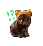 うちの猫のとらむたじじにゃん（個別スタンプ：16）