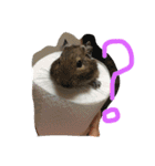 やすくろ家のデグーちゃん（個別スタンプ：1）