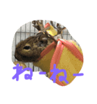 やすくろ家のデグーちゃん（個別スタンプ：3）