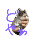 やすくろ家のデグーちゃん（個別スタンプ：4）
