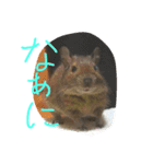 やすくろ家のデグーちゃん（個別スタンプ：7）