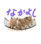 やすくろ家のデグーちゃん（個別スタンプ：10）