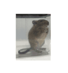 やすくろ家のデグーちゃん（個別スタンプ：16）