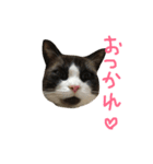 こはくさんスタンプpart2（個別スタンプ：10）