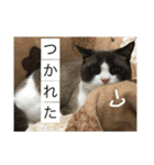 こはくさんスタンプpart2（個別スタンプ：11）