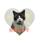 こはくさんスタンプpart2（個別スタンプ：13）