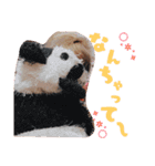 new Mfam's WOL（個別スタンプ：5）
