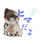 new Mfam's WOL（個別スタンプ：6）