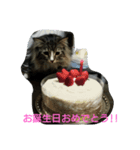 猫のはるくん②（個別スタンプ：1）