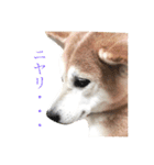 ユズは柴犬（個別スタンプ：1）