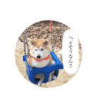 ユズは柴犬（個別スタンプ：2）