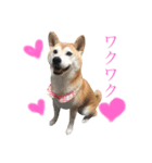 ユズは柴犬（個別スタンプ：3）