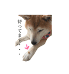 ユズは柴犬（個別スタンプ：4）