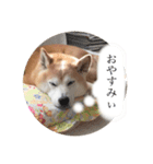 ユズは柴犬（個別スタンプ：5）