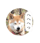 ユズは柴犬（個別スタンプ：6）