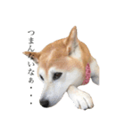 ユズは柴犬（個別スタンプ：7）