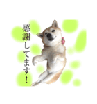 ユズは柴犬（個別スタンプ：8）