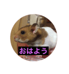ハムちゃんたちとともに。日常生活スタンプ（個別スタンプ：1）