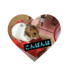 ハムちゃんたちとともに。日常生活スタンプ（個別スタンプ：2）