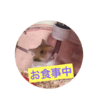 ハムちゃんたちとともに。日常生活スタンプ（個別スタンプ：3）
