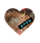 ハムちゃんたちとともに。日常生活スタンプ（個別スタンプ：5）