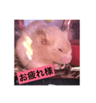 ハムちゃんたちとともに。日常生活スタンプ（個別スタンプ：6）