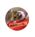 ハムちゃんたちとともに。日常生活スタンプ（個別スタンプ：7）