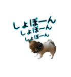 happy dog2（個別スタンプ：2）