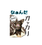 happy dog2（個別スタンプ：4）