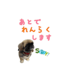 happy dog2（個別スタンプ：6）