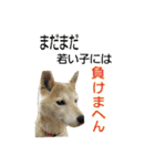 happy dog2（個別スタンプ：10）