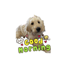 happy dog2（個別スタンプ：11）