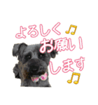 happy dog2（個別スタンプ：13）