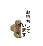 happy dog2（個別スタンプ：15）
