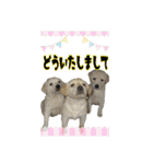 happy dog2（個別スタンプ：16）
