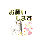 happy dog2（個別スタンプ：17）