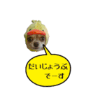 happy dog2（個別スタンプ：18）