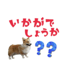 happy dog2（個別スタンプ：19）