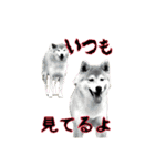 happy dog2（個別スタンプ：21）