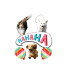 happy dog2（個別スタンプ：23）