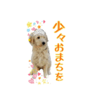happy dog2（個別スタンプ：24）